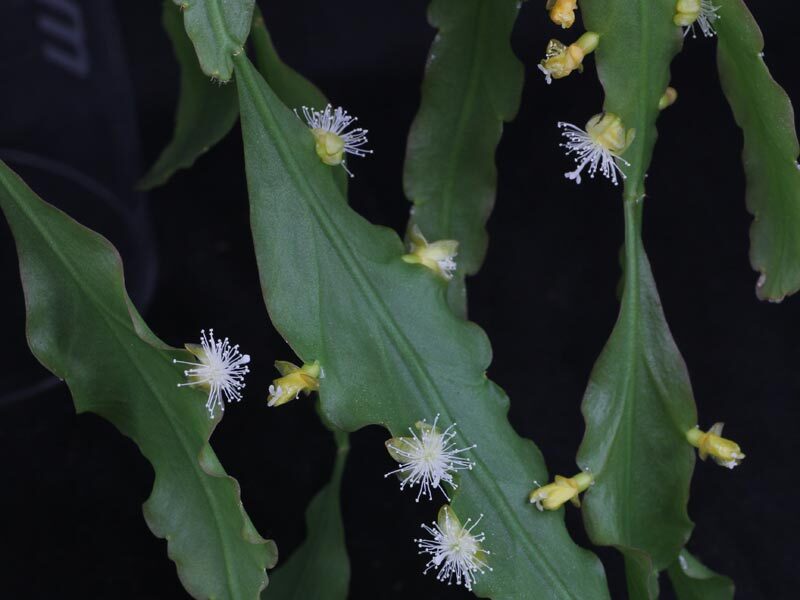 rhipsalis ziocephala guia completa