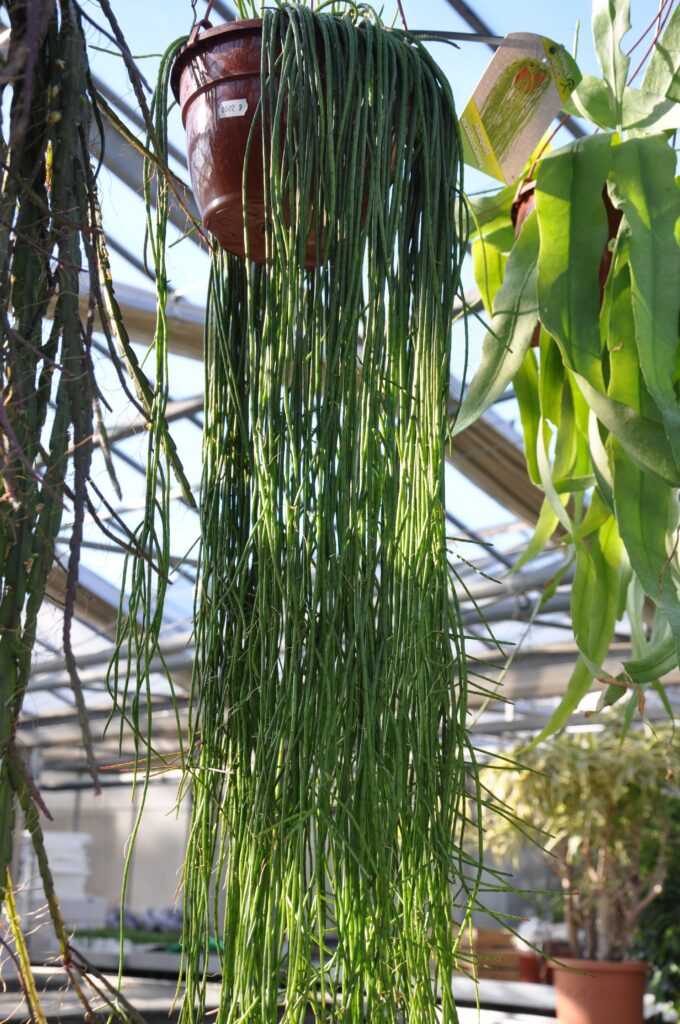 suculenta rhipsalis nitens