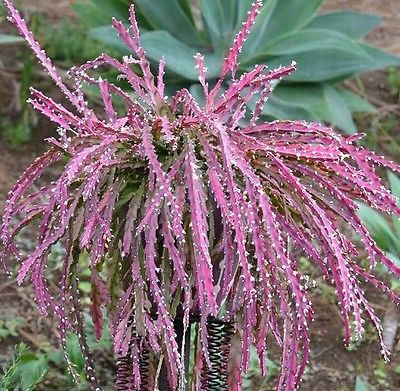 guia completa rhipsalis violacea