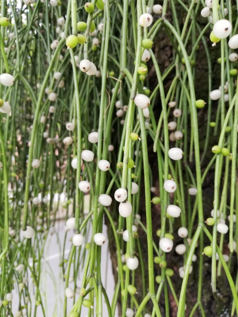 guia de cuidados para rhipsalis splendens