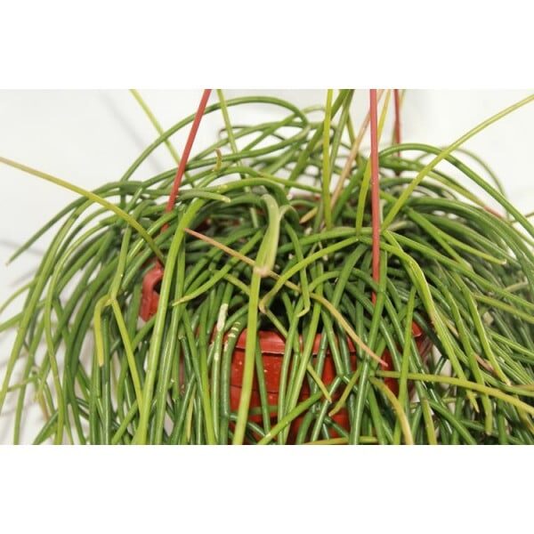 rhipsalis serrata cuidados y cultivo