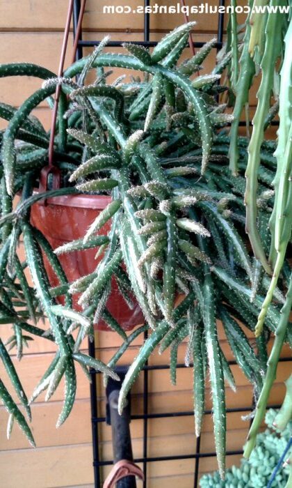 rhipsalis setulifera cuidados y cultivo