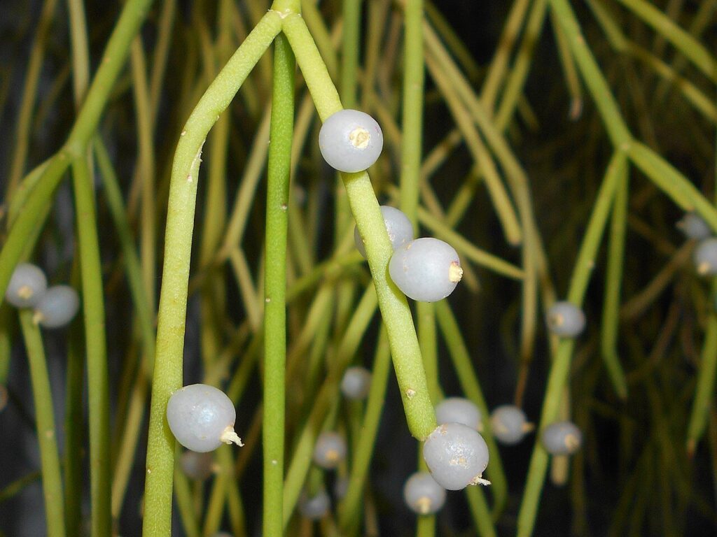 rhipsalis sikkimensis cuidados y propagacion