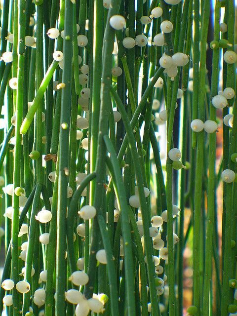 rhipsalis silvestriana cuidados y consejos