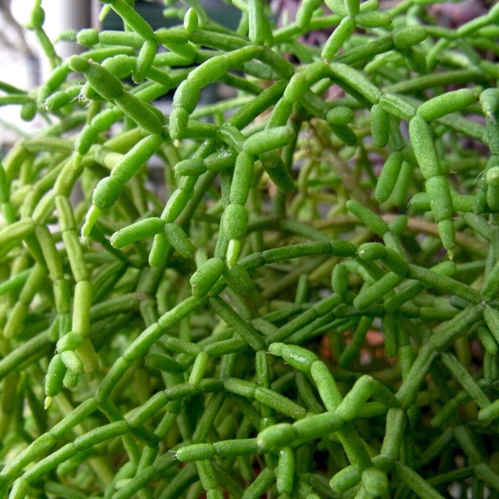 rhipsalis solieri guia de cuidados