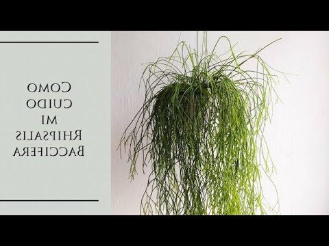 rhipsalis stenocardia cuidados y consejos