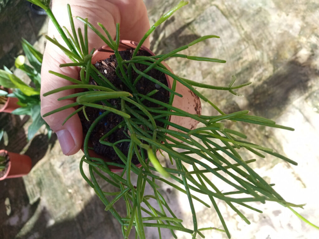 rhipsalis stigmatella guia completa