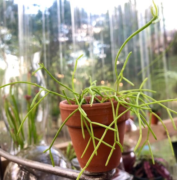 rhipsalis stolonifera guia completa