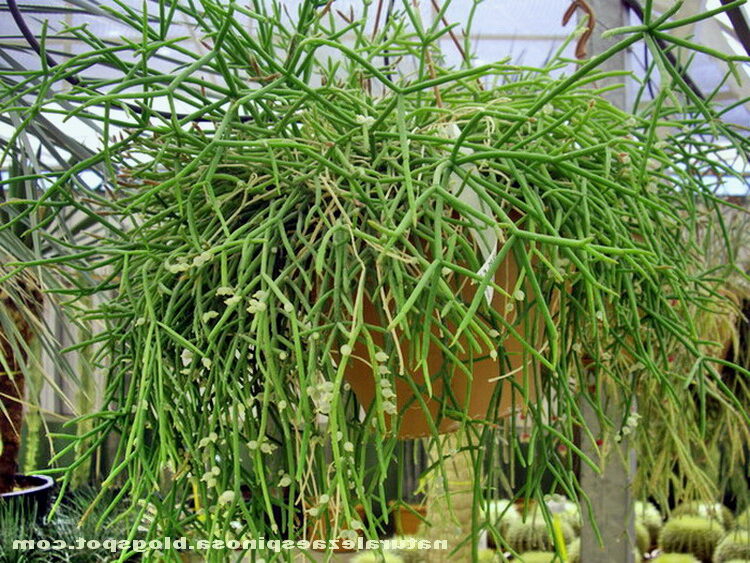 rhipsalis submembranacea guia completa