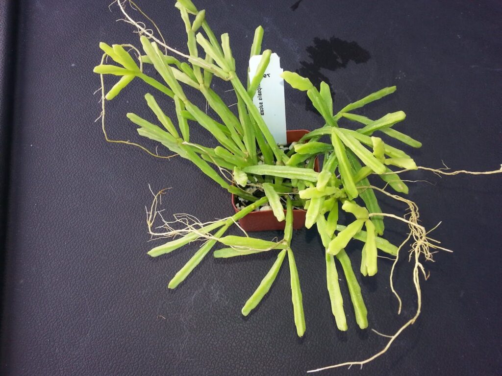 rhipsalis sulcata sororcula guia de cuidados y cultivo