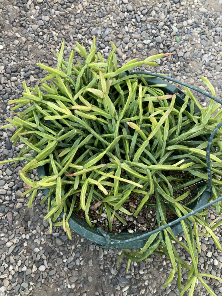 rhipsalis sulcata var trichoclada guia completa