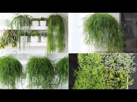 rhipsalis tenuispina cuidados y consejos