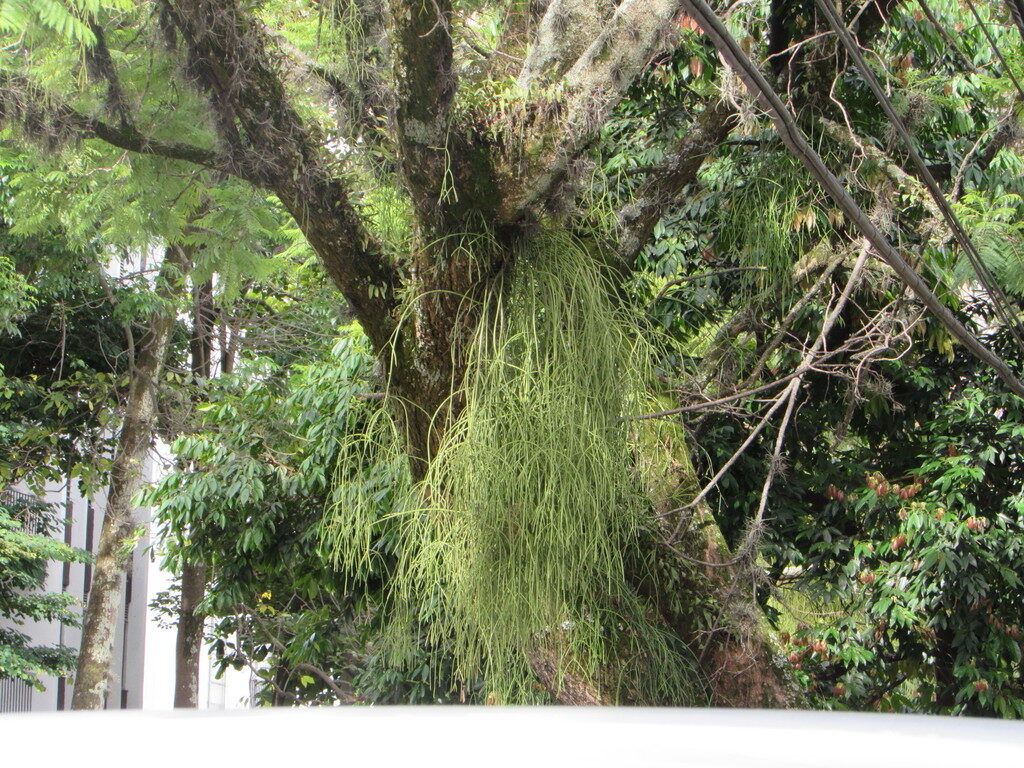 rhipsalis tessellata guia completa