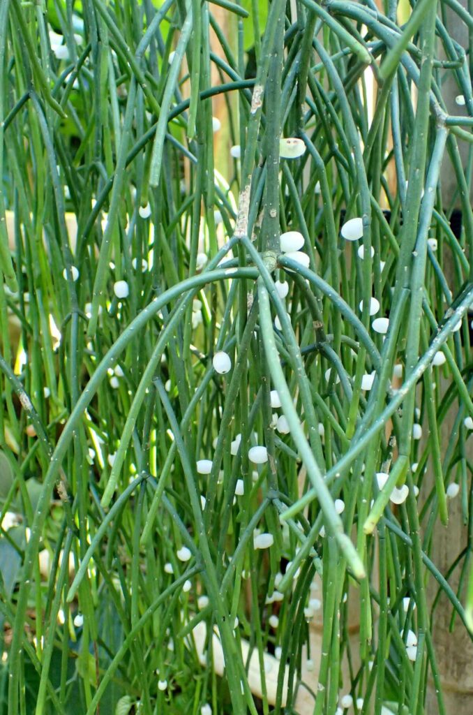 rhipsalis thodei guia completa