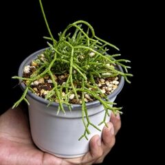 rhipsalis thomasii cuidados y caracteristicas