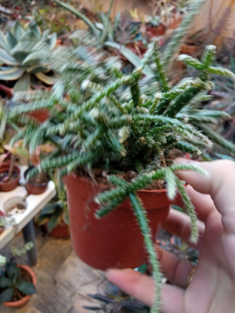 rhipsalis unduligera guia completa