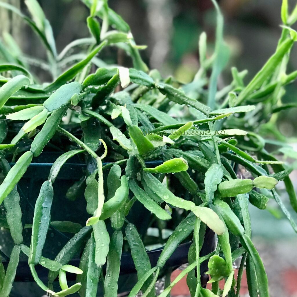 rhipsalis venulosa guia completa