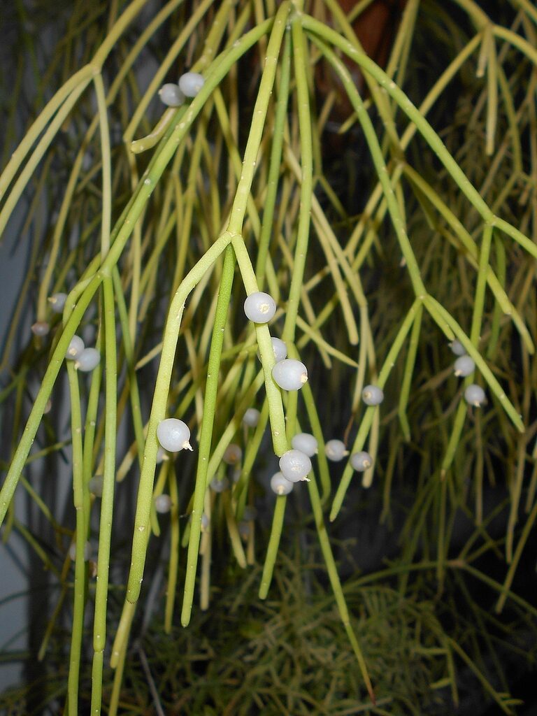 rhipsalis villicaulis cuidados y cultivo