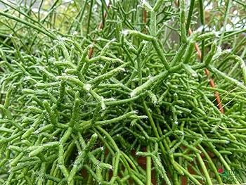 rhipsalis villosissima guia completa