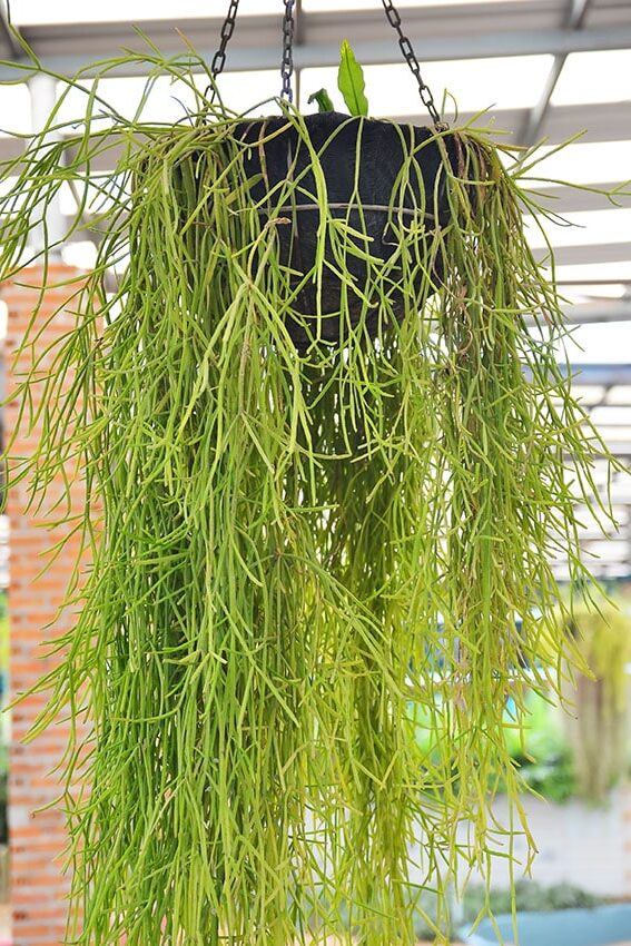 rhipsalis vitiginea cuidados y cultivo