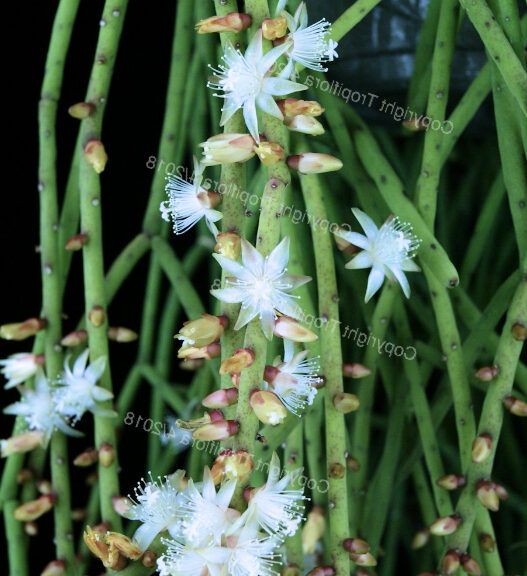 rhipsalis wallaceana guia completa