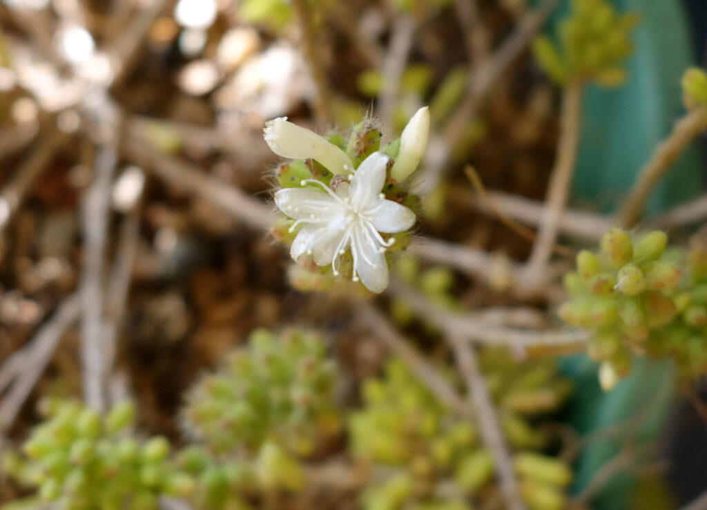 rhipsalis wislizeni guia completa