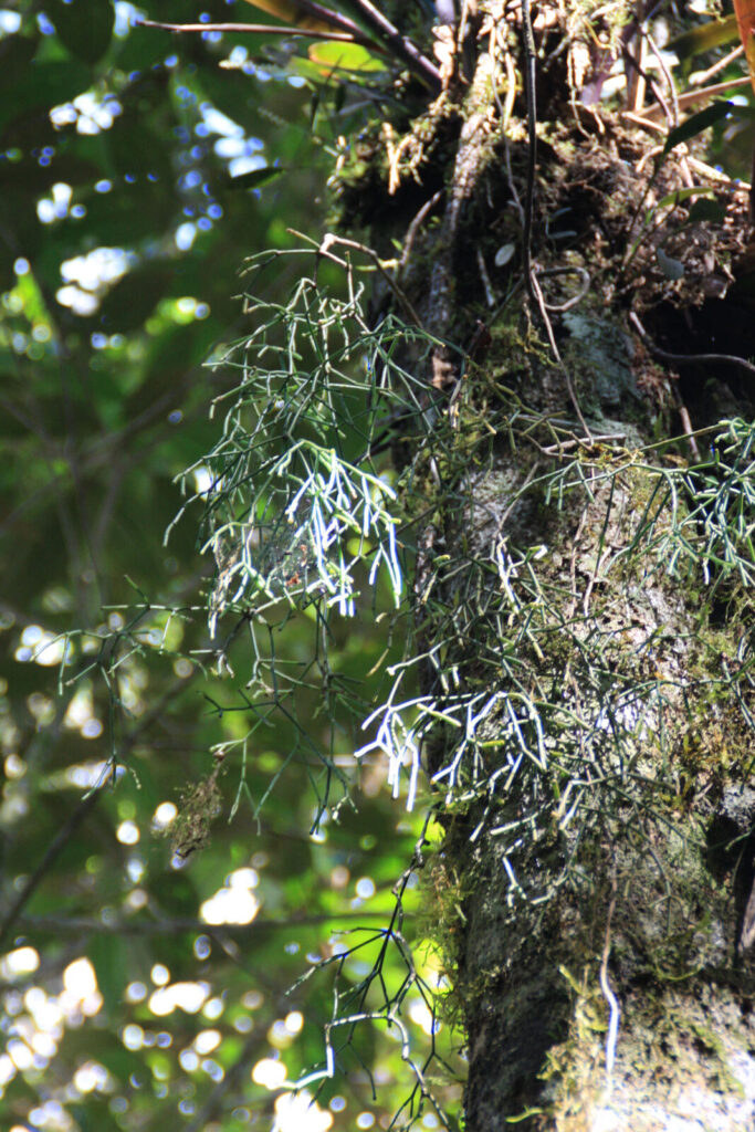 rhipsalis wrightiana guia completa