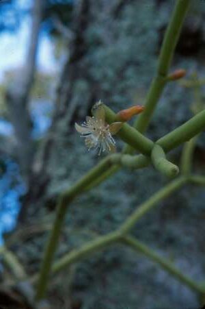 rhipsalis zacapanensis guia completa