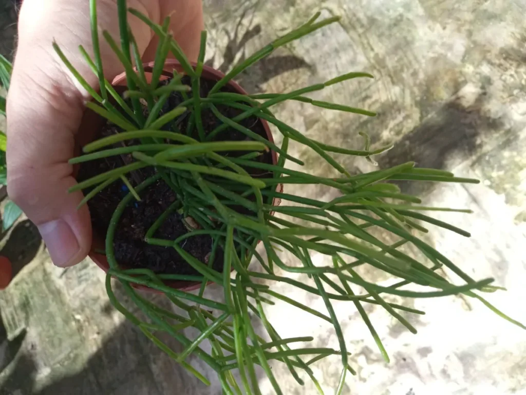 rhipsalis zaragozae guia completa