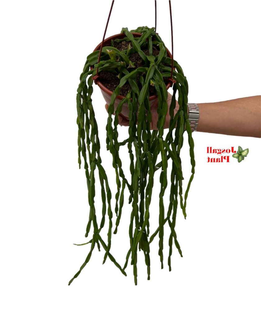 rhipsalis zygophylla cuidados y propagacion