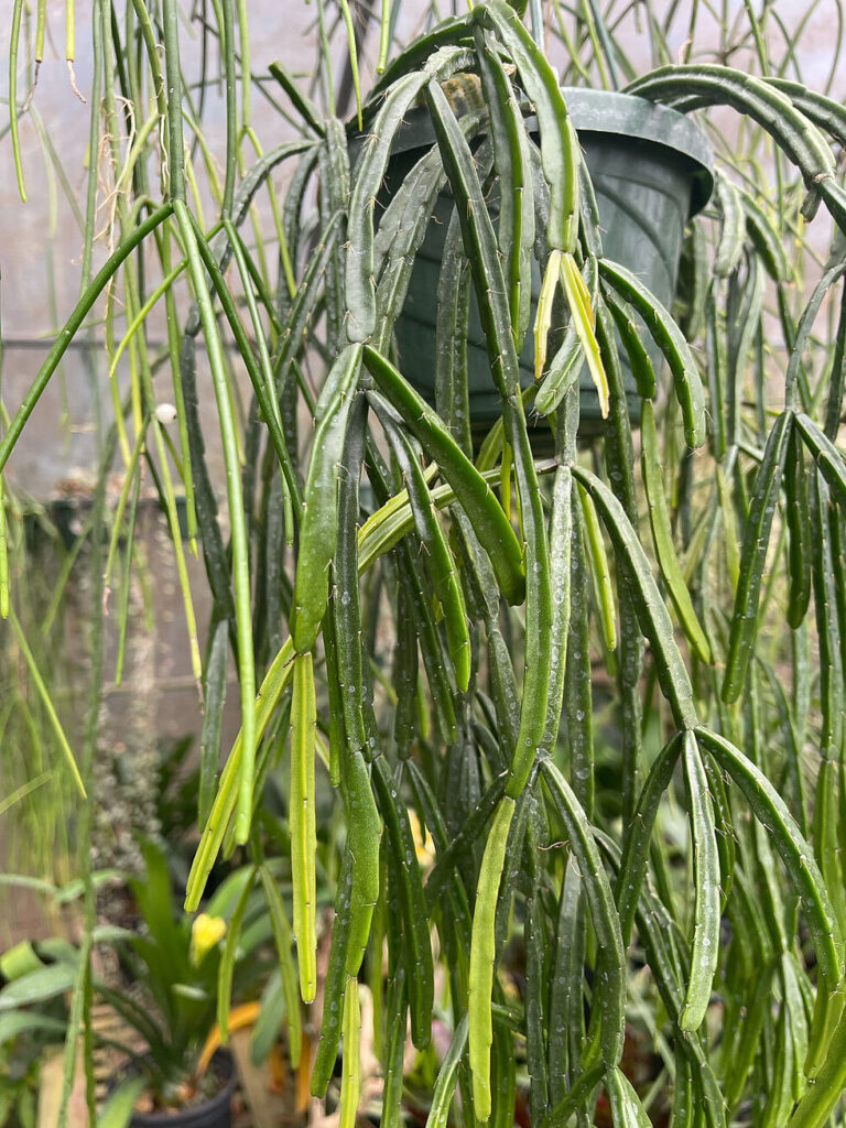 suculenta rhipsalis sulcata var hirtella